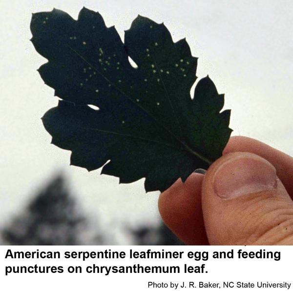 leafminer punctures